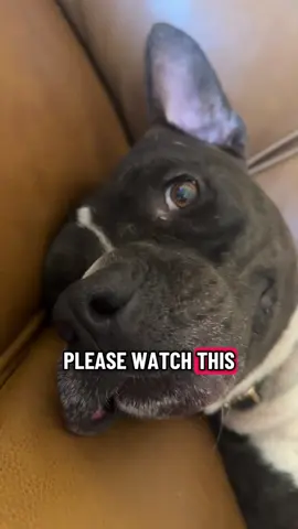 I’ll update as we get donations in the comments!! Also!!! I will make another video about this, but we are now a registered 501(c)(3) which means your donations are tax deductible!! 🥳🥳🥳🥳 #dogsoftiktok #dogrescue #seniordogrescue #donate #help 