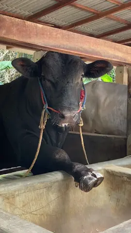 Hallo dek, salim sek  #sobatngaritnusantara #sapijumbo #peternakmuda #sapi #sapiqurban 