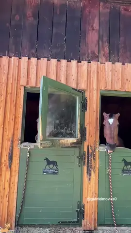 When you have two dramatic horses…🐴😂#fyp #horse #funny #animals #foryoupage #happy #Love #usa 