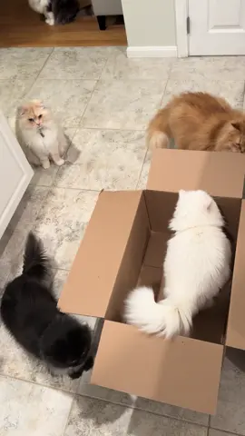 When you open a box in a house full of cats #catsoftiktok #cat #persiancat 