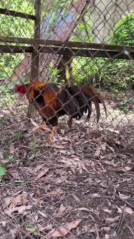 🐓🐓#xuhuong #xuhuongtiktok #gàchiến #duyenti 