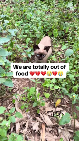 We are totally out of food #fyp #catsoftiktok #animalsoftiktok #animallover #food 