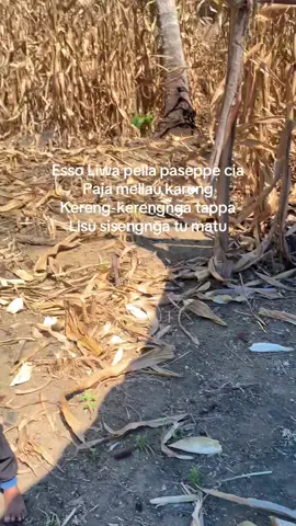 Usalai kotu🤣#fyp #jagungbalap🌽 #masukberanda #trending #foryoupage 
