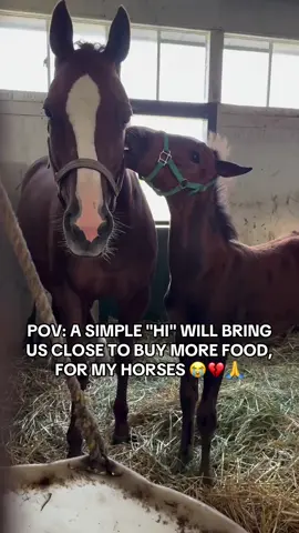 Every kind comment would mean a world to me #horses #shelter #sanctuary #animalsoftiktok #horsefarm       