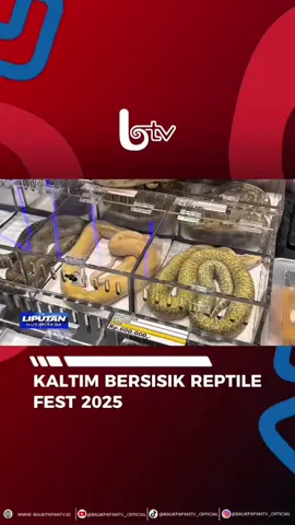 Ribuan Pengunjung Padati Living Plaza Balikpapan, untuk menyaksikan langsung Aneka Reptil dalam Ajang Kaltim Bersisik Reptile Fest 2025 Season 2. Pameran yang berlangsung pada Minggu Siang ini, menjadi Ruang Edukasi sekaligus Hiburan bagi Pecinta Reptil. #AyoNobarBTV #balikpapan #kaltimbersisikreptilefest2025  #28jenisreptile #komunitasreptilkaltimbersisik
