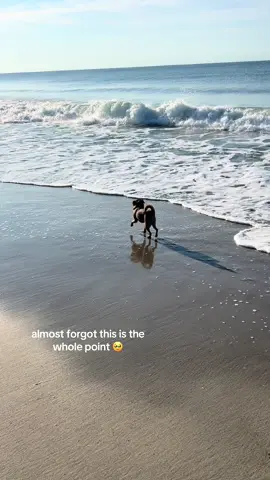 Beach boi #dog #dogsoftiktok #beac 