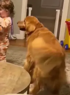 Rhythmic dog #dog #funnydog #dogs #funnyvideos #fyp 