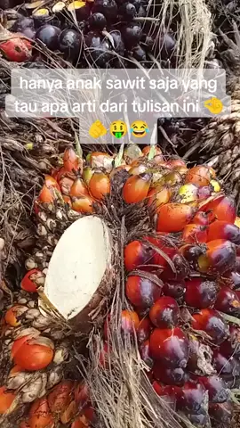 #kulisawitkalimantan  #fypviraltiktok🖤シ゚☆♡  #fyppppppppppppppppppppppp 