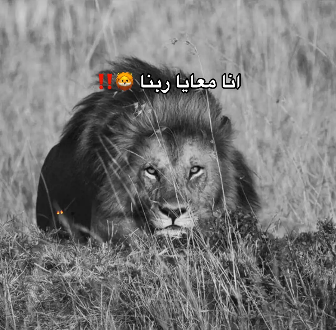 #شعلة🦁 #السلام_بلادنا👑 #العظمه_لله✌️❣️ #foryou 