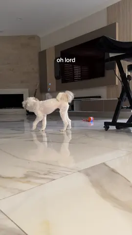 not the disco in the back 🤣😭 pop off #puppytok #funnydog #dogenrichment #dogmentalenrichment #fyp 