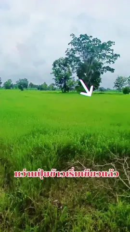 #เทรนวันนี้มาแรง  #ชมทุ่ง 
