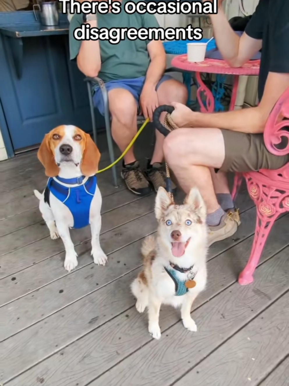 Guest starring my favorite #pomsky, Chispas. ❤️ #beaglesoftiktok #beagles #dogsoftiktok #dogs @MegPow