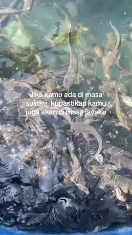 Sesssboskuuuhhhh🤙🏼#budidayaikanlele #lelekonsumsi #budidayalelepemula #hobijadicuan #farm 