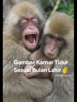 kamar sesuai bulan lahir 
