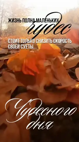 Жизнь полна маленьких чудес... #доброеутро #осень #красивыеслова #foruyou #рекомендации 