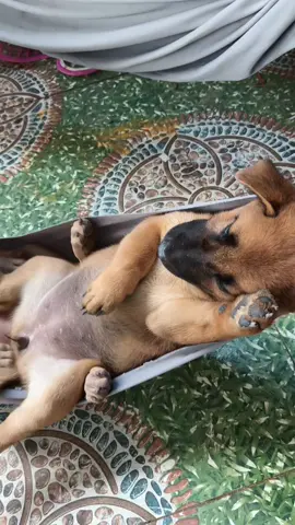 kêu đi ngủ cái diễn trò để khỏi ngủ đi chơi nè coi đc hong 🥰