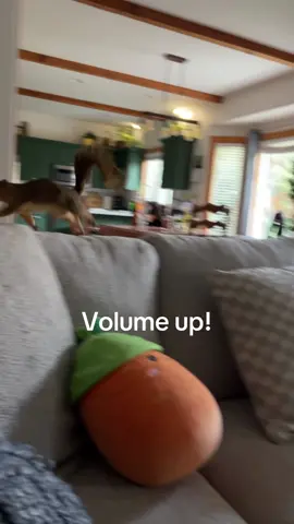 Productive morning tippy taps. #foxsquirrel #nonrelease #tippytaps 