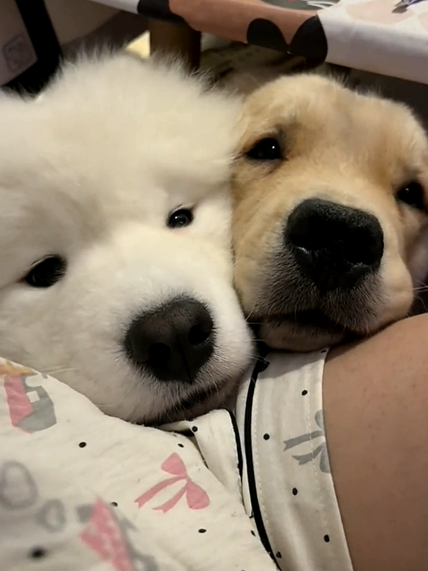 #dog 