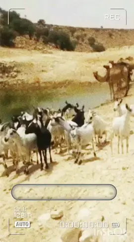 قصه وقصيده القناص والكلب فيها نوع من الاحكام للشعرء بن مساوئ والرمادي #قصه_قديمه_بن_مساوى_والرمادي #قصايد_قديمه #قصص_قديمه #مشاهدات100k🔥 #خولان_الطيال 