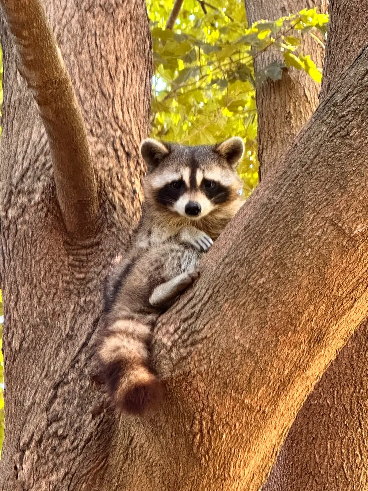 🌿 Some days in wildlife rescue are hard, some are funny, and some just stop me in my tracks. But every single one is important. I really believe God didn’t put anything here by accident. Every creature—whether it’s a raccoon, a possum, or even the ones people don’t always love—has a purpose in the balance of this earth. 🐾✨ Coexisting doesn’t mean it’s always easy. It means we try. It means we make space, we show compassion, and we remind ourselves this world isn’t just ours. And yeah… sometimes that “purpose” looks like me bottle-feeding a baby squirrel in the middle of the night while it screams like a banshee, or explaining to a possum why my laundry basket is not his new apartment. 😂 But even in the chaos, I see God’s fingerprints everywhere. That’s why I keep going. That’s why these wildlife days matter. 💚 #Coexist #WildlifeRescue #GodsCreatures #EveryLifeHasPurpose