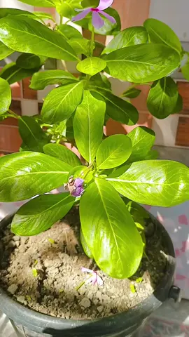 🥺🫶🏻💗#viral #myflowergarden #flower #foryou 