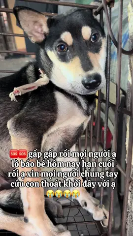 🆘🆘 gấp gấp rồi mọi người ạ lò báo bé hôm nay hạn cuối rồi ạ xin mọi người chung tay cứu con thoát khỏi đây với ạ 😭😭😭😭#thucung🔔 #yeudongvat #cuuchomeo #xuhuongtiktok 