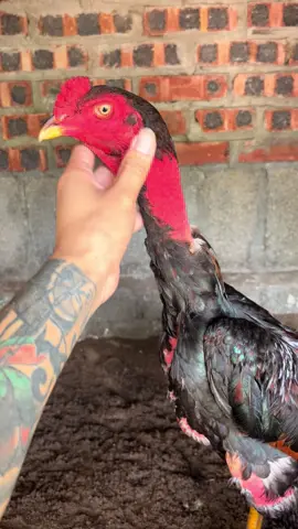 Đẹp quá trời 😅