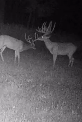 Season coming in hot, real 🔜 🦌#wigginshuntinglodge #hunttok #whitetail #deerhunting #hunting 