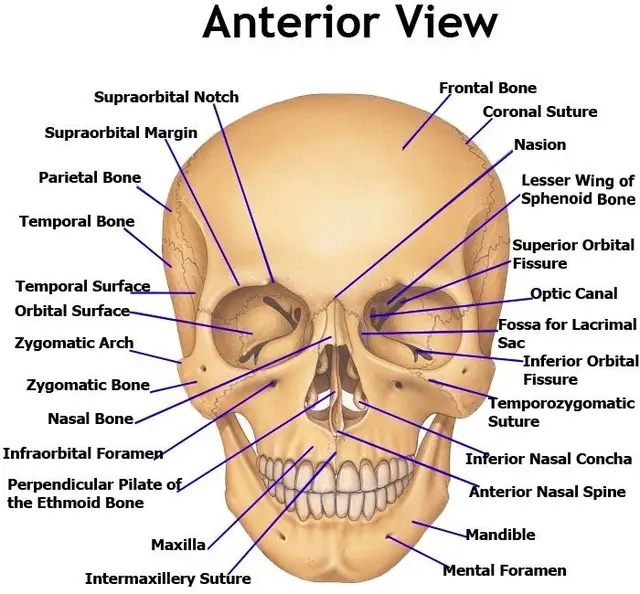 Skull anatomy #skull #anatomy #medicalstudent #nursing #fypシ゚viral 