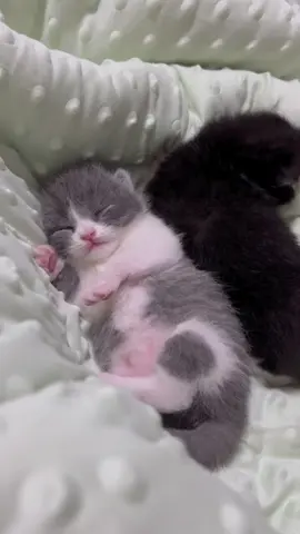 Do all kittens twitch in their sleep?#foru #cutecat #catlover #kitty #kittensoftiktok #cutekitten #toocute #catvideo #babykitten #kitten