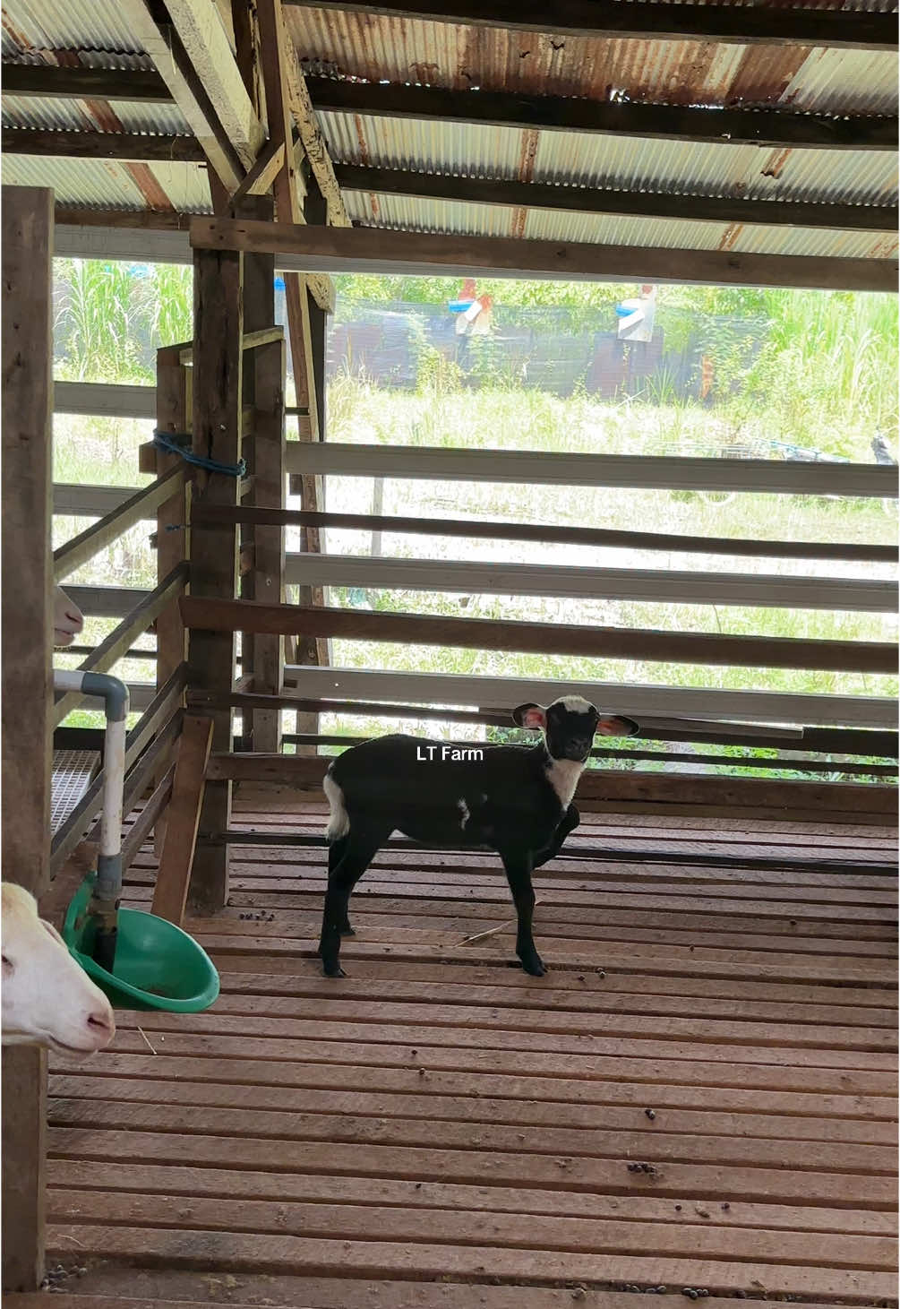 Merajok lah tu😆 📍Lempake - Samarinda, Kalimantan Timur (Gmaps: LT FARM SAMARINDA) 📞 08125520208/0811584418 📧 ltfarmsamarinda.gmail.com Tiktok:@ltfarm.samarinda Instagram: @ltfarm.smr Facebook: LT FARM / Tanti Yana Sari #domba #kalimantantimur #samarinda #dombasamarinda #peternakandombasamarinda #kandangdomba #kandangdombasamarinda #fyp 