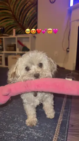 Anything Stwaberry wants, she gets 😮‍💨  #dog #puppy #shihpoo #cutenessaggression 