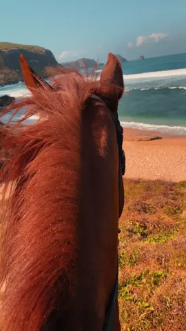#quotes #new #horse #dubai 