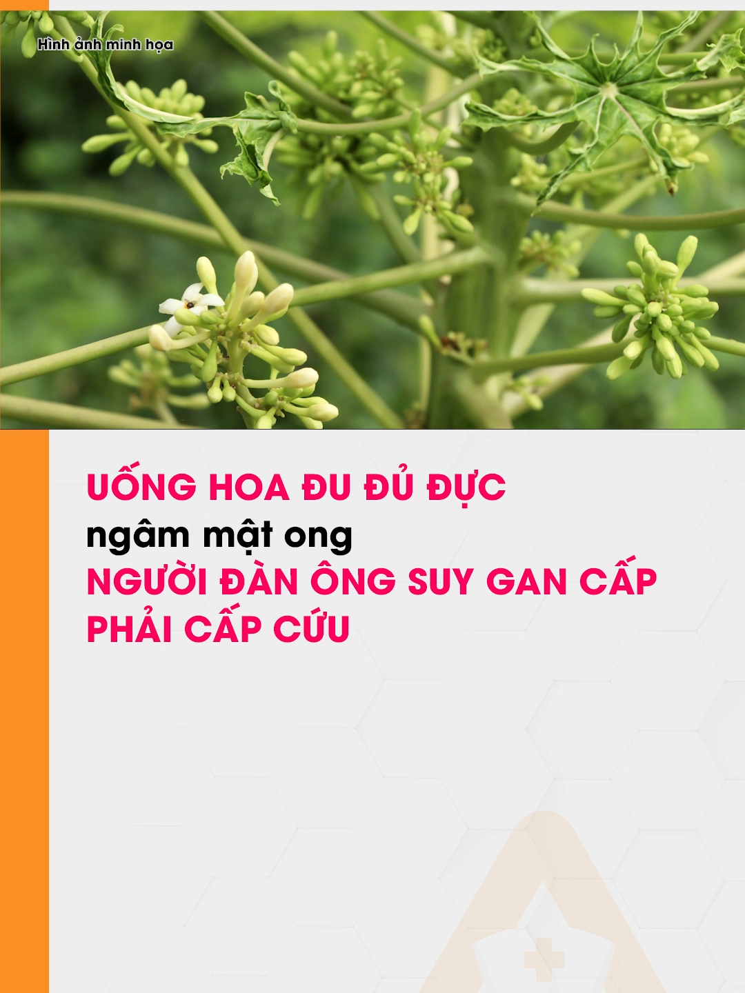 Uống hoa đu đủ đực ngâm mật ong, người đàn ông suy gan cấp phải cấp cứu #AloBacsi #Songkhoe247 #songkhoemoingay #tiktoknews