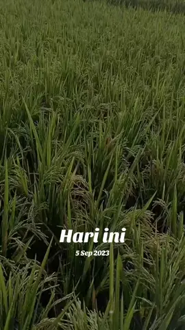 #padahariini