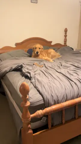My first Zoomie video that went viral! #foryou #goldenretriever #tiktokviral #funnydog #zoomies 