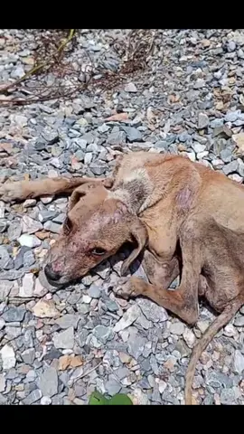 Toda la ayuda que pidas mandar a este angelito para salvarlo 🙏💖🙌🏻🐶#tiktoklive # #rescuedog #refugio #reproduce 