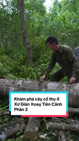 Khám phá cây cổ thụ ở Xứ Giàn Xoay Tiên Cảnh Phần 2#tram #tramhuong #tramhuongtunhien 