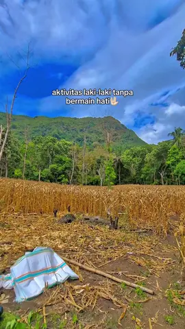 jagung balap pypppppp pokus saja cari cuan 