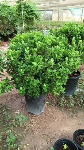 Bakhti Rehman funny 🤣  #foryoupage #creatorsearchinsights #foryou #plant #plants 