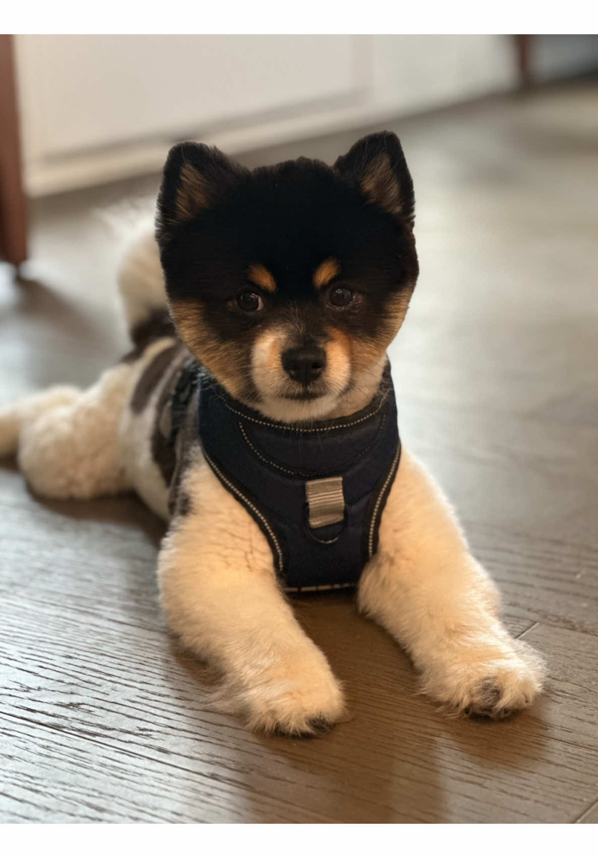 Who knew balance could be his hidden talent 🐾💙.  #puppy #pomeranian #dogsoftiktok #PetsOfTikTok #fyp