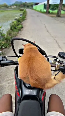 Pisan pisan dijak dolan#kucing #kucinganggora #kucingpersia #meong 