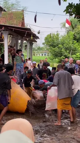 Maulid nabi di daerahku gini, rebutan lele dan ayam. Di daerahmu gimana? Apapun tradisinya, ini bentuk menghormati Kanjeng Nabi. #fyp #pasuruan #maulidnabi 