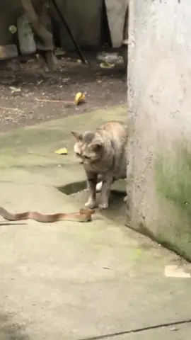 FIGHT SNAKE VS CAT #reels #blitar24jam #viral #fypシ #gokil 