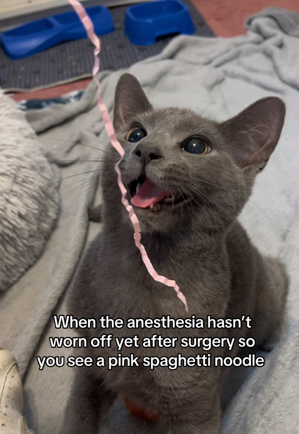 He’s so cute🥺🥺 make sure to send kitty some good vibes today as he’s recovering!! #graysonthecat #fyp #speedyrecovery #happykitty 
