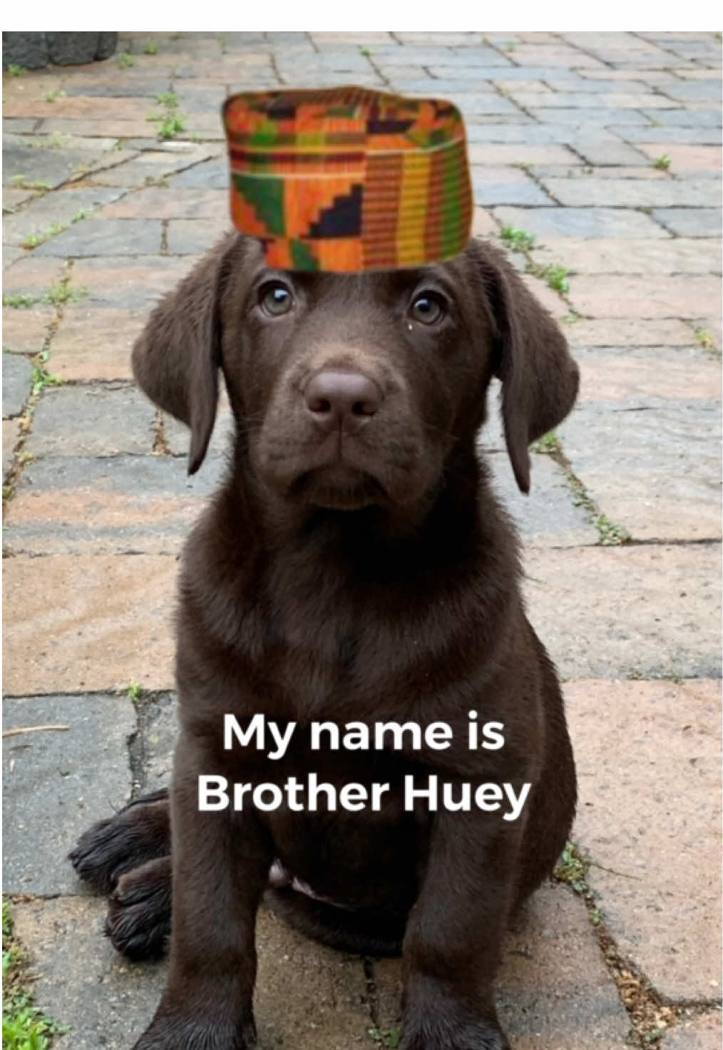 We wuz wolves #dogsoftiktok #labradorretriever #labsoftiktok 