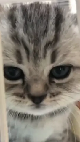 #funnycat #kitty #foryoupage #cuteanimals #cutecat 