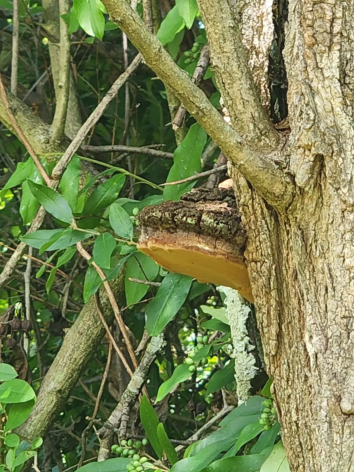 what is this? 