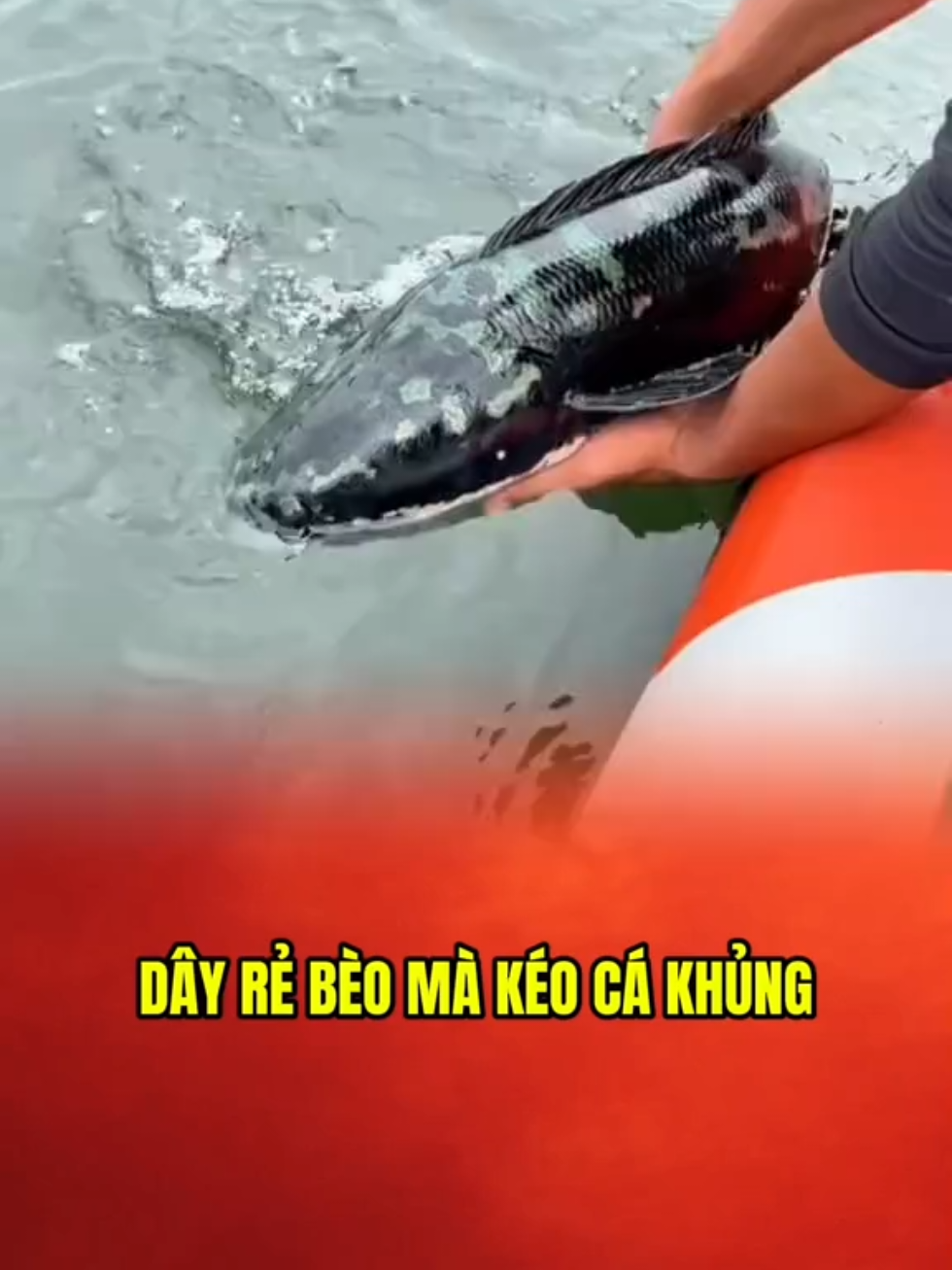 Dây PE X8 đang để mua, giá rẻ, chất lượng...  Cachs chọn size dây: cá nhỏ cá bé 0.6-1.0; lóc đen cá vừa 1.5-2.0; lóc bông, lóc đen, cá to 2.5-3.0  #lkhoa #dulk #lure 