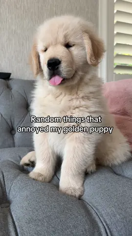 Hugo is a special puppy 🤣#goldenretriever #puppy #funnydog 